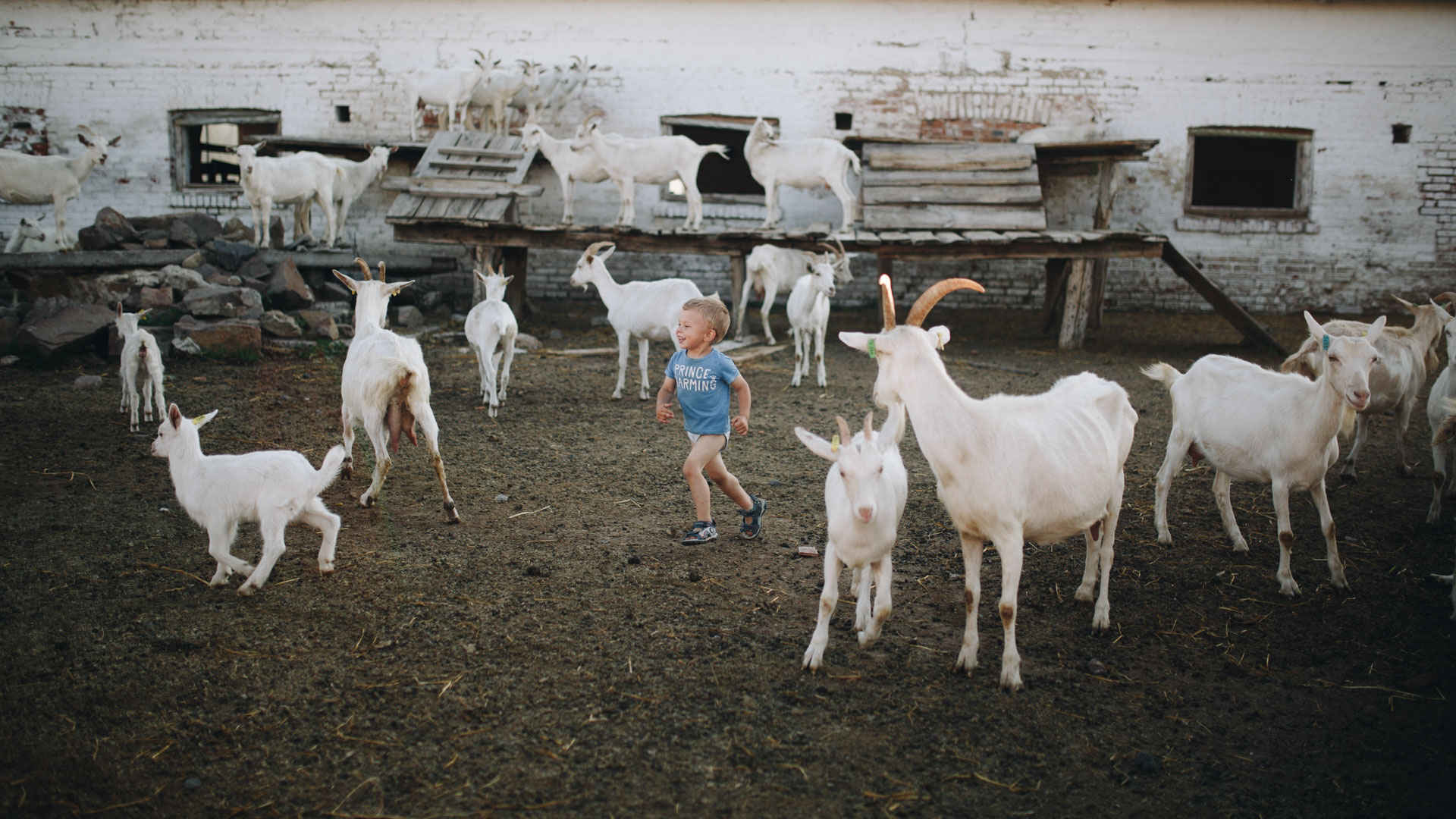 Goat Farms: A Success Story