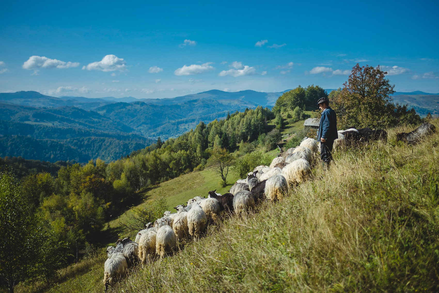 За покликанням – вівчар