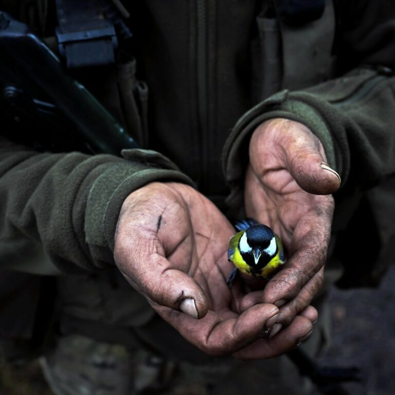 Синиця в руках українського захисника. Фото: Stanislav Krupař
