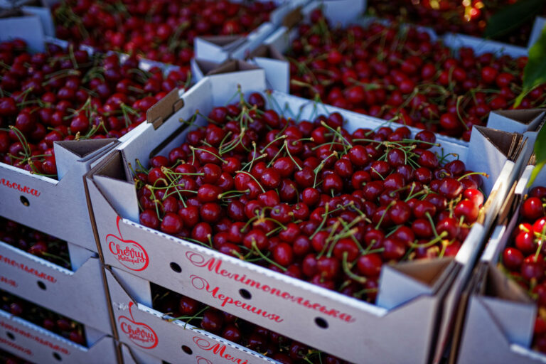 Melitopol cherry. Photo: Ekonomichna Pravda